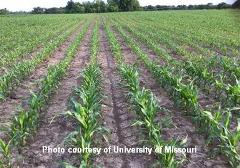 Fallow Corn 2 cited Fallow Corn 2 cited