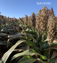 grain sorghum