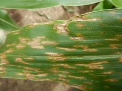 Grey Leaf Spot Grey Leaf Spot