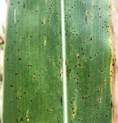 Close up of tar spot on corn leaf