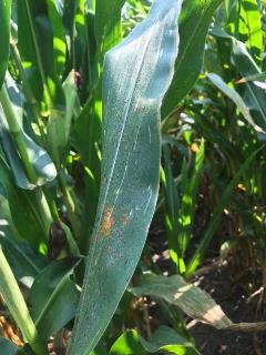 Tar Spot with Southern Rust on lower 1/3 of leaf