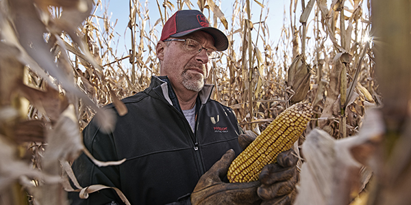 man looking at corn in fields