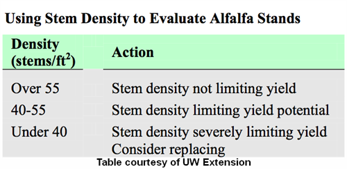 alfalfa stem density