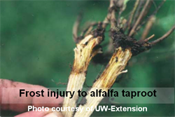 Alfalfa Frost injury