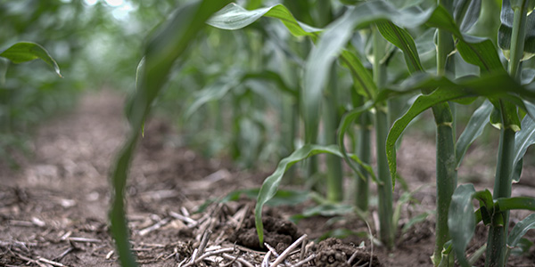 ncga yield contest