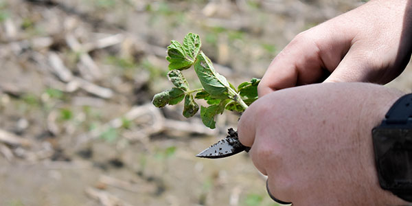 LGS_soybean seedling diseases_600x300