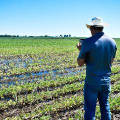 LGS_soybean seedling diseases_hoy_1x1.