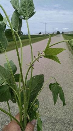 Meeker_soybeans