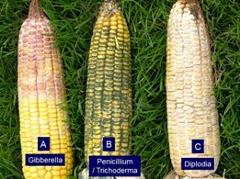 moldcomparison