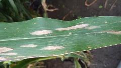 Northern Corn Leaf Blight