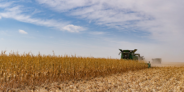 Combine harvesting grain corn