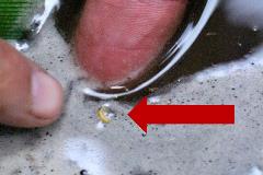 rootworm_floating rootworm_floating