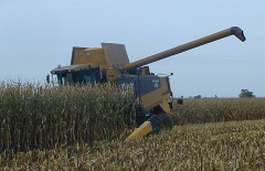 corn harvest
