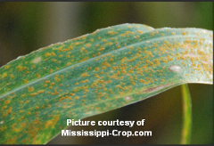 diseased corn leaf up close
