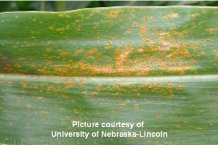 Diseased corn leaf up close