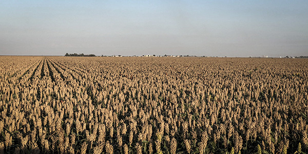 corn, soybeans, corn harvest