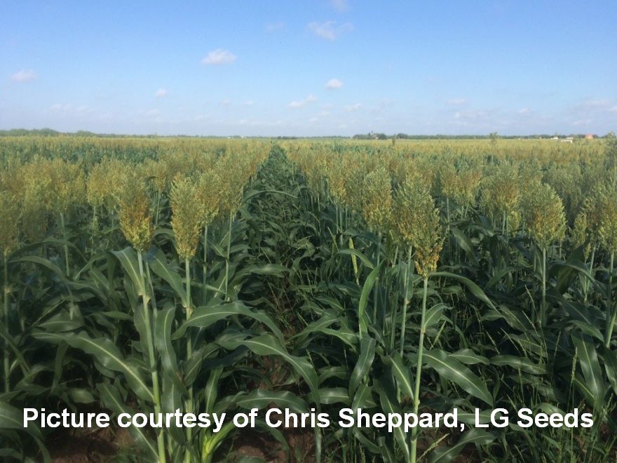 sorghum
