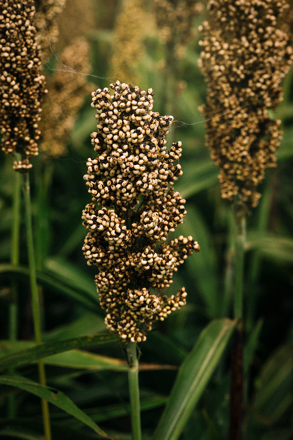sorghum plant