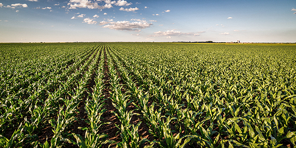 image of corn field