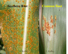 southern rust in corn southern rust in corn