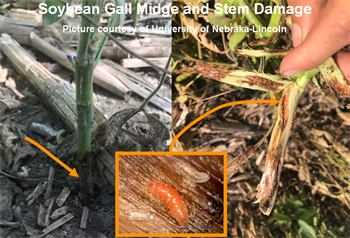 Soybean Gall Midge