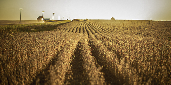 soybean launch_600x300