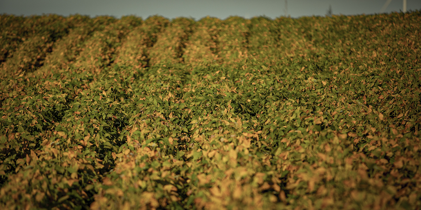 soybean rust_600x300