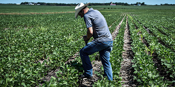 soybean trials_600x300