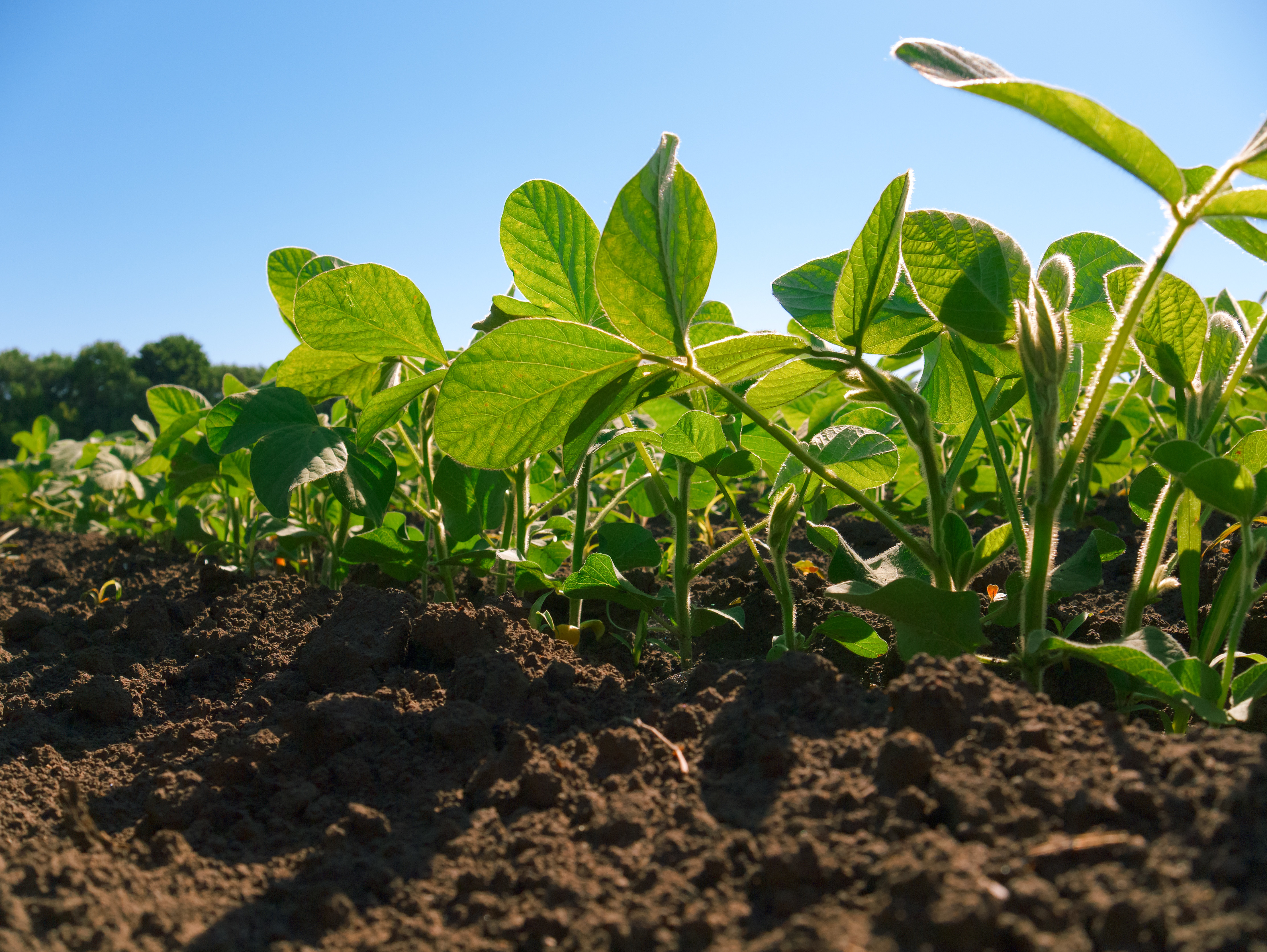 soybeans