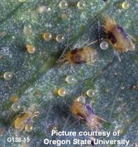 treat two spotted spider mites