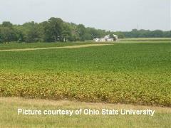 two spotted spider mites