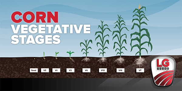 Photo of corn stages graphic 