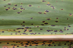 Tar Spot Dr. Martin Chilvers Tar spot on a corn plant