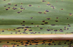 Tar spot on a corn plant