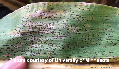 Tar Spot UofMN cited