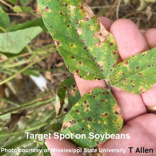 Target spot on soybeans