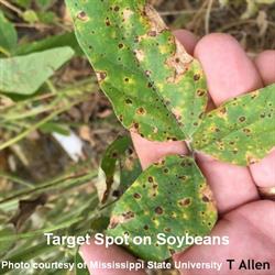 Target spot on soybean leaves