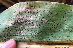 Tar Spot Tar Spot