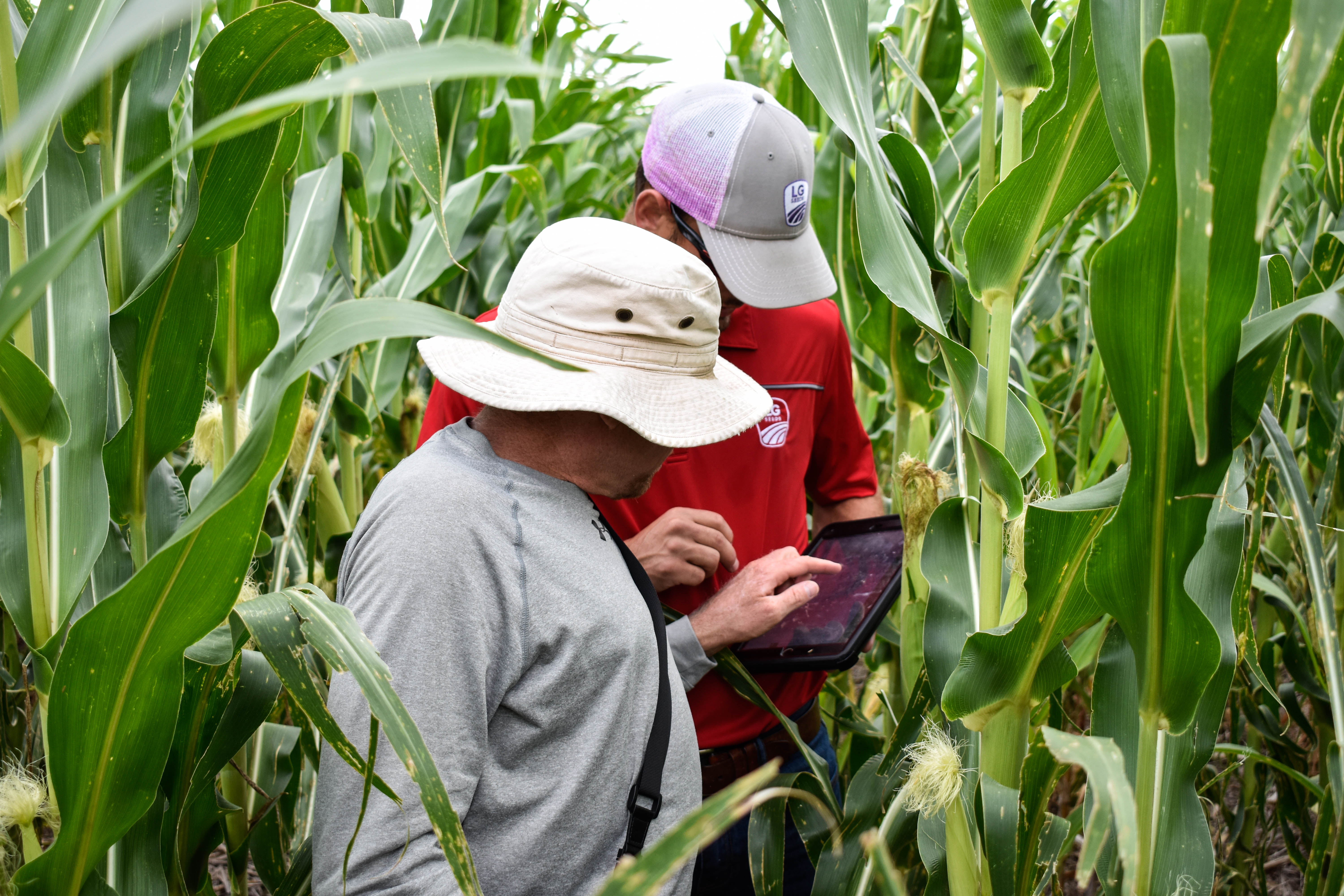 Scouting Corn