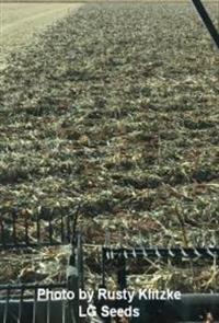 Root rot example photo of charcoal root rot in sorghum