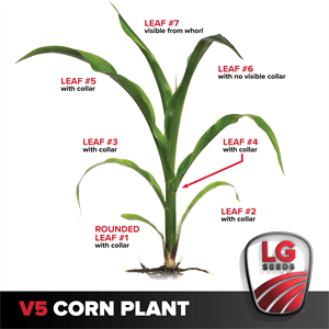 Leaf Collar Method-V5 Corn Plant Graphic- LG Seeds Photo of V5 corn plant labeled by LG Seeds