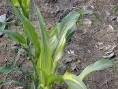 Zinc deficiency example Zinc deficiency example